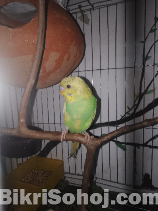 বাজারিগার